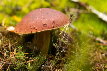 White mushroom growing in the autumn forest. Boletus. picking mushrooms