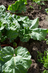 Fototapeta premium Rhubarb plant in garden cultivation plants concept outdoor food