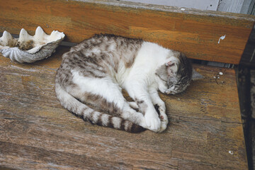沖縄県離島宮古島に住むリラックスした野良猫の写真