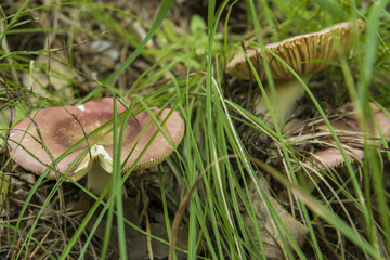 russule mushrooms in green grass