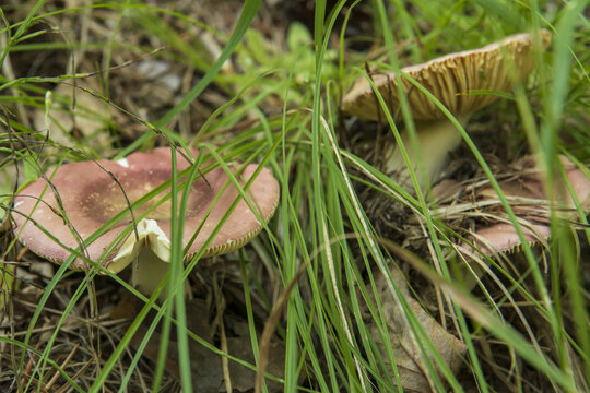 russule mushrooms in green grass