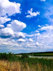 wheat field and blue sky