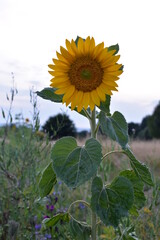 Sonnenblume-Nahaufnahme