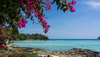 Paradise tropical wild beach with bougainvillea blooming tree and turquoise sea, Koh Phi Phi,...