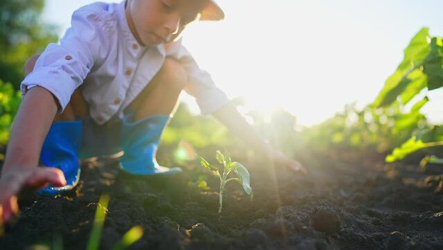 Little boy farmer sitting in garden and burying young small green tree his hands with pile of arable soil. Leaf of cultivated plant in ground. Nature outdoor. Transplant, ecology, agriculture concept.