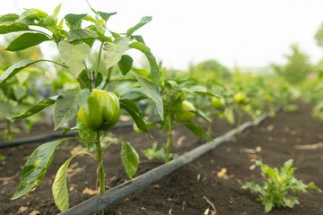 Green bell peppers in the garden release toxins