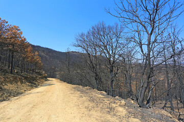 incendio bosque &aacute;rboles quemado monte fuego calcinado cat&aacute;strofe U84A9282-as22