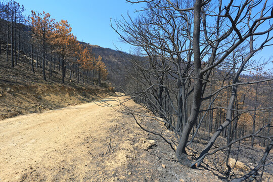 incendio bosque &aacute;rboles quemado monte fuego calcinado cat&aacute;strofe U84A9283-as22