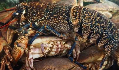 Lobster in a seafood aquarium in a restaurant