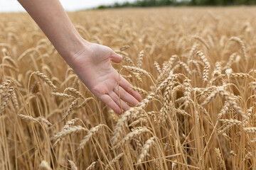 country, nature, summer holidays, agriculture and people concept - close up of young woman hand touching spikelets