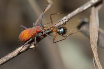 Hemiptera feeding on an ant. Niokolo Koba National Park. Tambacounda. Senegal.