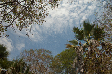 Forest and clouds in Niokolo Koba National Park. Tambacounda. Senegal.