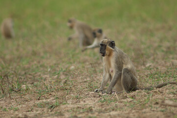Green monkeys Chlorocebus sabaeus in a meadow. Niokolo Koba National Park. Tambacounda. Senegal.