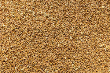 Pile of fresh Wheat grain background texture. image of wheat grain. Wheat wallpaper, pattern concept background. Asian Pakistani collection of ripe wheat after harvesting.