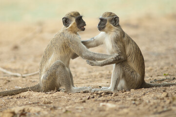 Young green monkeys Chlorocebus sabaeus playing. Niokolo Koba National Park. Tambacounda. Senegal.