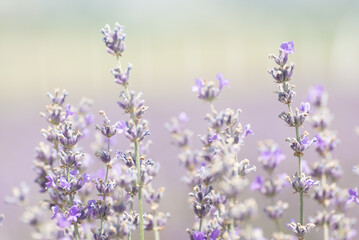 Close-up macro photography of blooming lavender (Lavandula angustifolia, Lavandula officinalis)