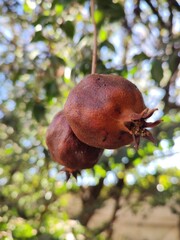 pomegranate fruit on tree