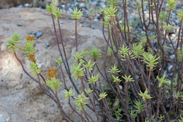 Crassula tetragona, succulent plant native to Southern Africa