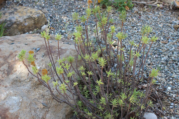Crassula tetragona, succulent plant native to Southern Africa