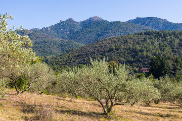 Champ d'oliviers près du village d'Olargues dans le Parc naturel régional du Haut-Languedoc