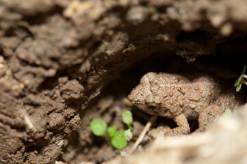 Frog on the bank of the Gambia River. Niokolo Koba National Park. Tambacounda. Senegal.
