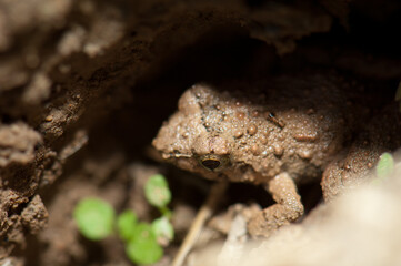 Frog on the bank of the Gambia River. Niokolo Koba National Park. Tambacounda. Senegal.