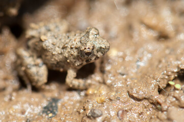 Frog on the bank of the Gambia River. Niokolo Koba National Park. Tambacounda. Senegal.