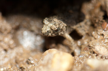 Frog on the bank of the Gambia River. Niokolo Koba National Park. Tambacounda. Senegal.