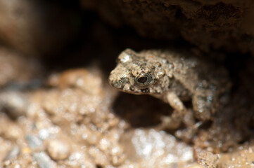 Frog on the bank of the Gambia River. Niokolo Koba National Park. Tambacounda. Senegal.