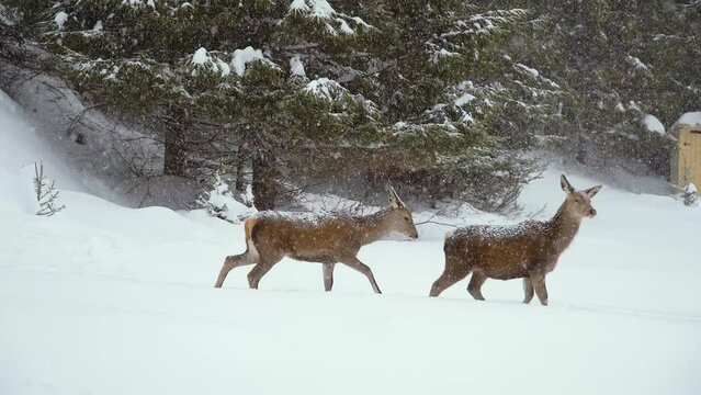 European roe deer in the Carpathian mountains in winter