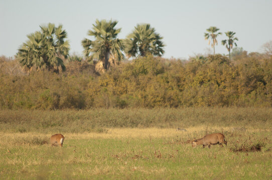 Sing-sing waterbuck Kobus ellipsiprymnus unctuosus. Females grazing. Niokolo Koba National Park. Tambacounda. Senegal.