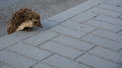 hedgehog climbing the curb