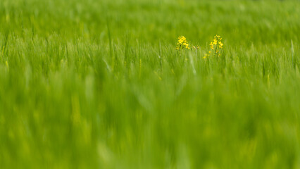 żółte kwiaty rzepaku między zielonymi kłosami zboża © Andrzej Michaluk