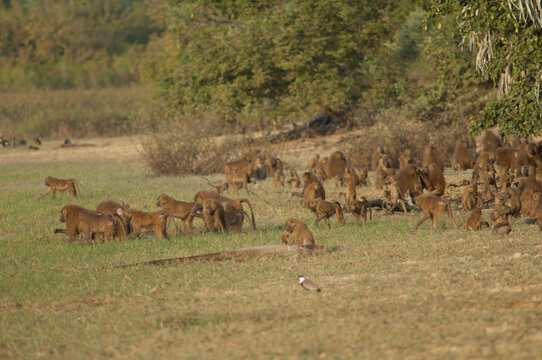 Guinea baboons Papio papio feeding. Niokolo Koba National Park. Tambacounda. Senegal.