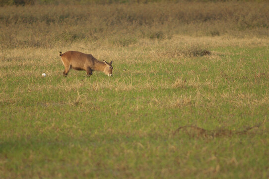 Sing-sing waterbuck Kobus ellipsiprymnus unctuosus. Female grazing. Niokolo Koba National Park. Tambacounda. Senegal.