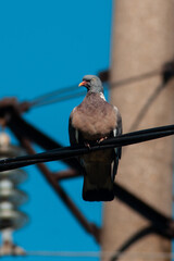 Streptopelia (pigeon) on a fence