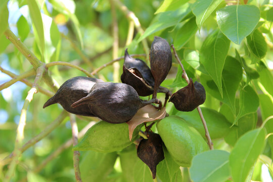 Fruits of Brachychiton populneus, commonly known as the kurrajong