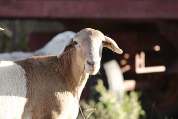 Meatmaster ewe chewing straw.