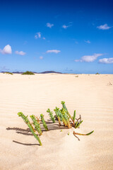 Euphorbia paralias (Strand-Wolfsmilch) in den Dünen von Corralejo auf Fuerteventura