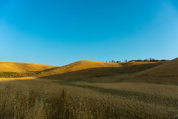 Fototapeta na wymiar Colline toscane con campi di grano e cielo blu al tramonto