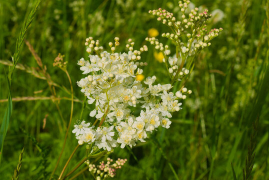 Meadowsweet in the meadow among the grass. Small white flowers with yellow stamens. Small round buds . Macro