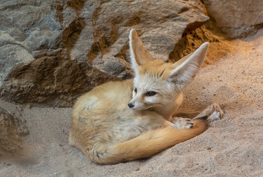 Fennec fox (Vulpes zerda) is resting but staying alert