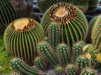 Golden barrel cactus (Echinocactus grusonii). Habitat Mexico. The barrel cactus stores water in its spherical ribbed axes.