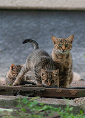 Obraz premium cat with kittens in the garden