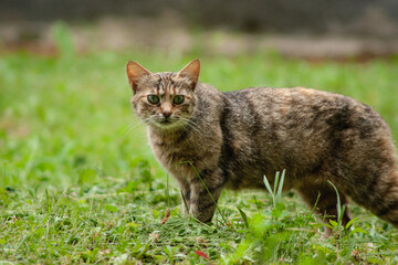 cat in the grass