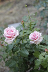 pink roses in garden