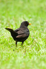 blackbird on the grass
