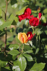 yellow rose in the garden