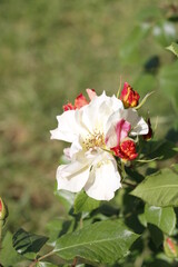 Obraz premium tree flowers