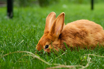 rabbit on grass
